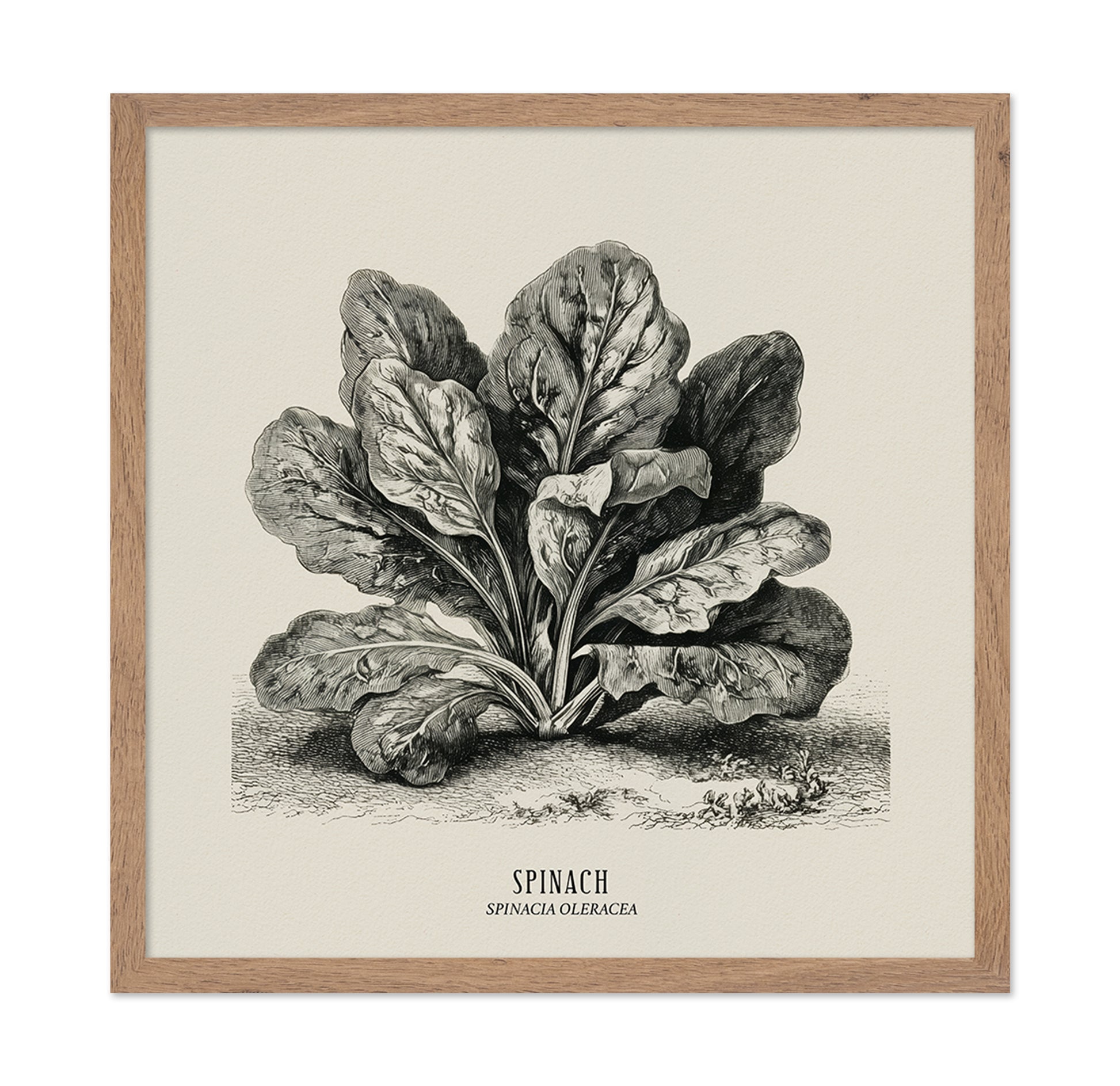 Vintage Spinach Botanical