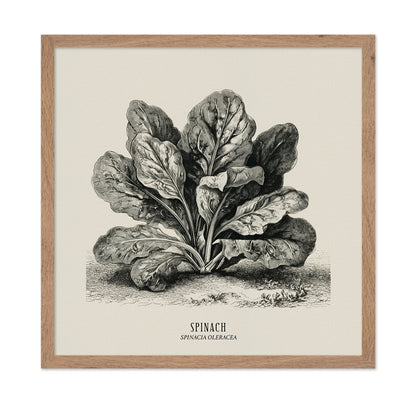 Vintage Spinach Botanical