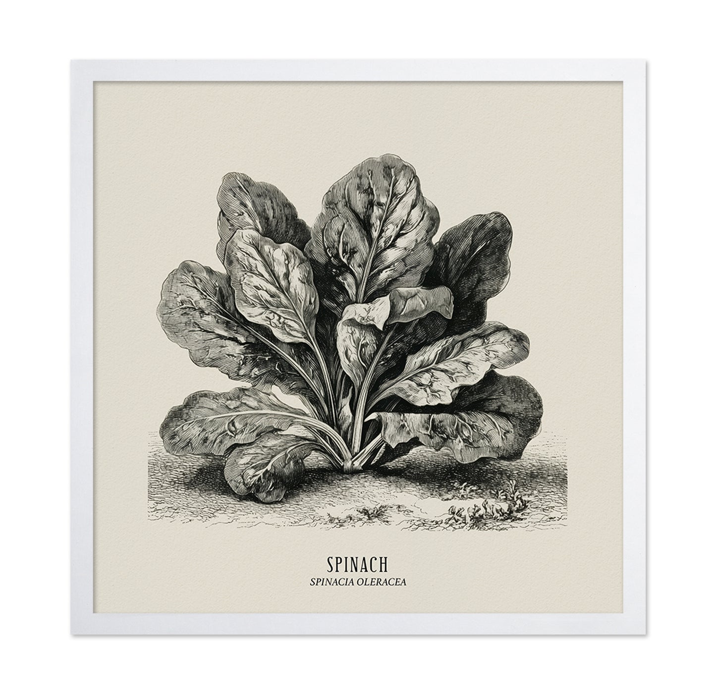 Vintage Spinach Botanical