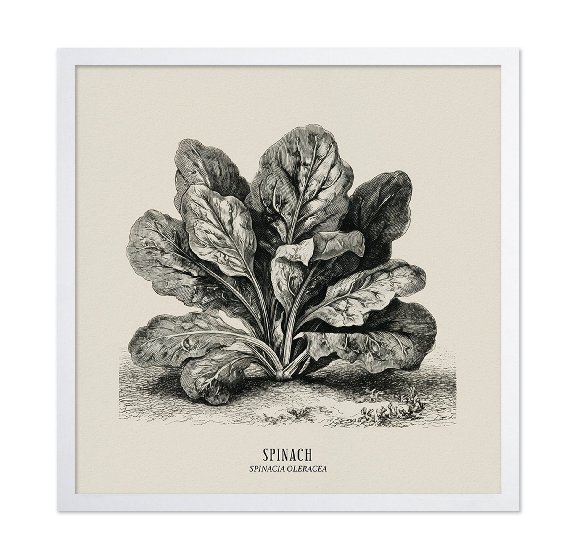 Vintage Spinach Botanical