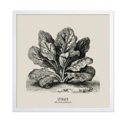 Vintage Spinach Botanical
