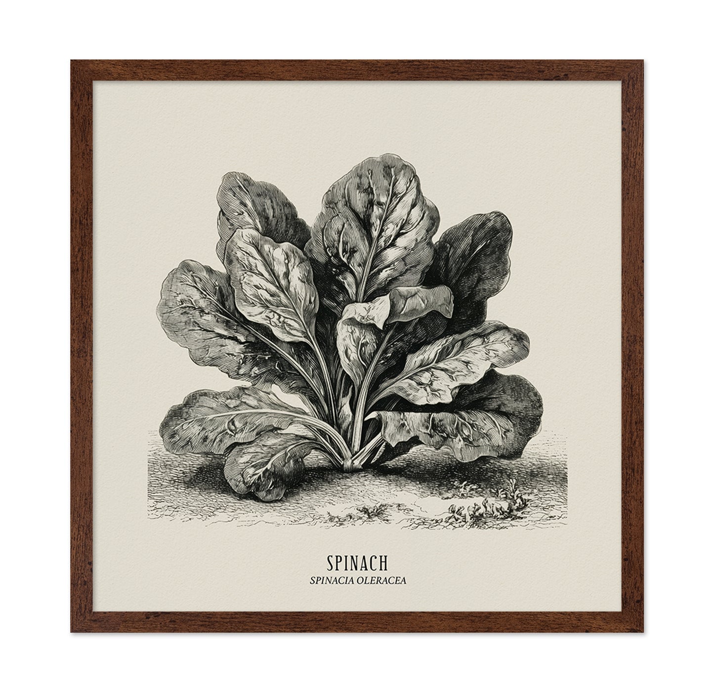 Vintage Spinach Botanical