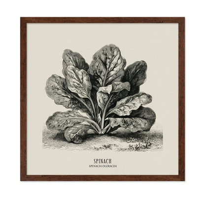 Vintage Spinach Botanical