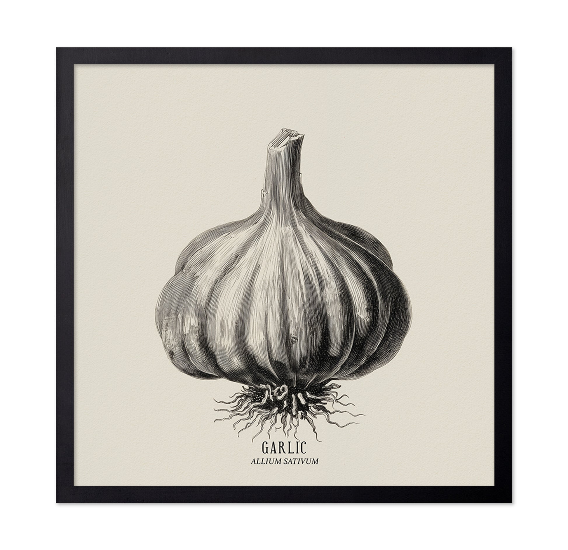 Vintage Garlic Botanical