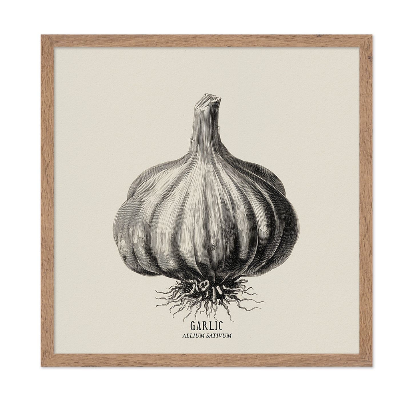 Vintage Garlic Botanical