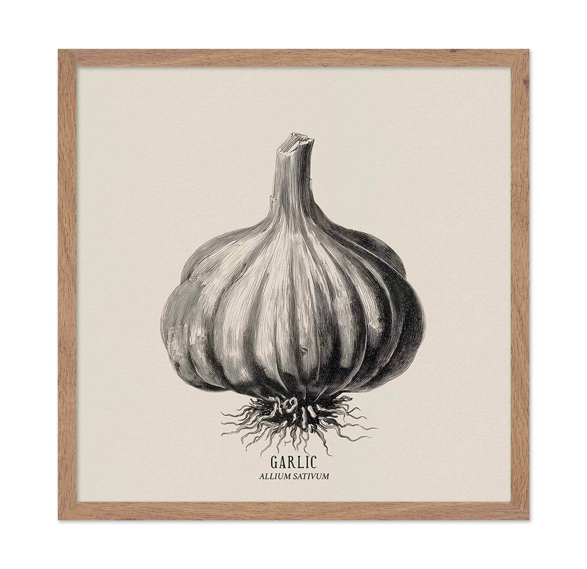 Vintage Garlic Botanical
