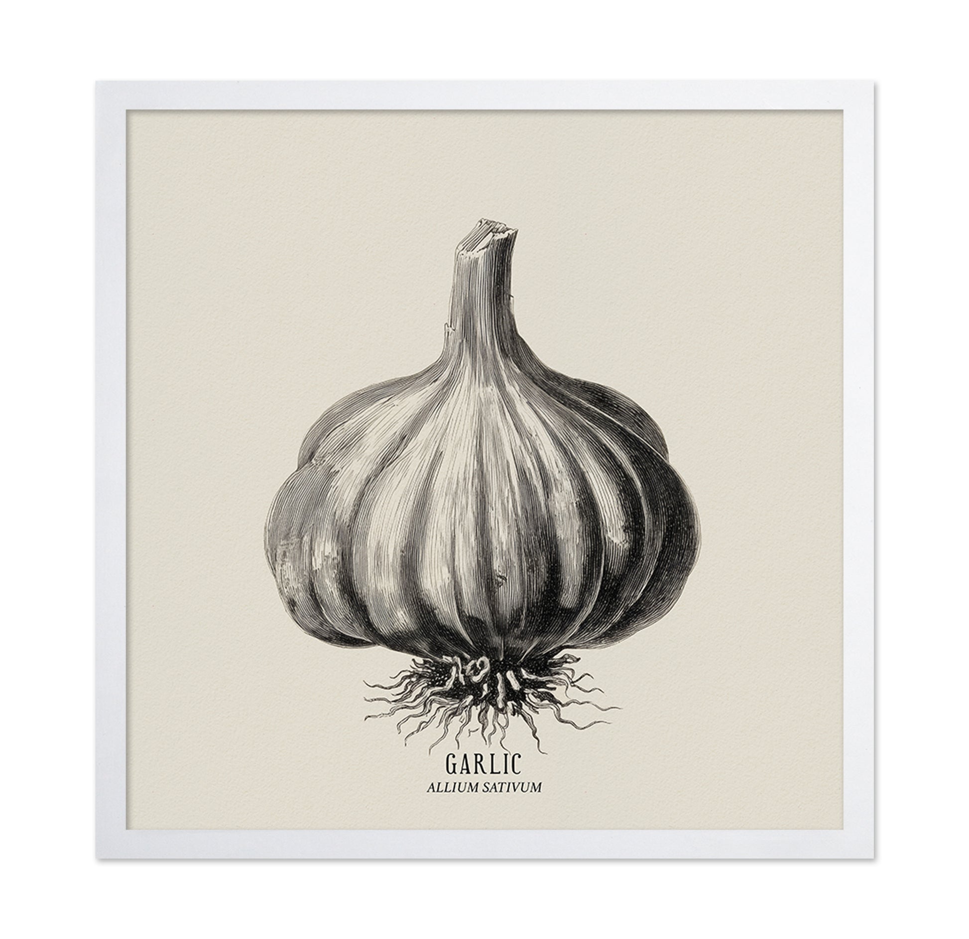 Vintage Garlic Botanical