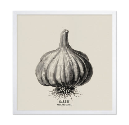 Vintage Garlic Botanical