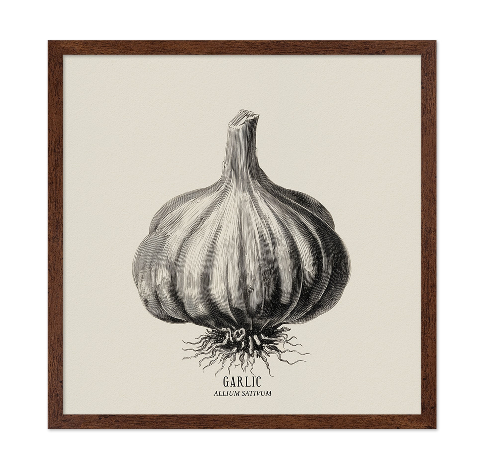 Vintage Garlic Botanical