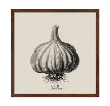 Vintage Garlic Botanical
