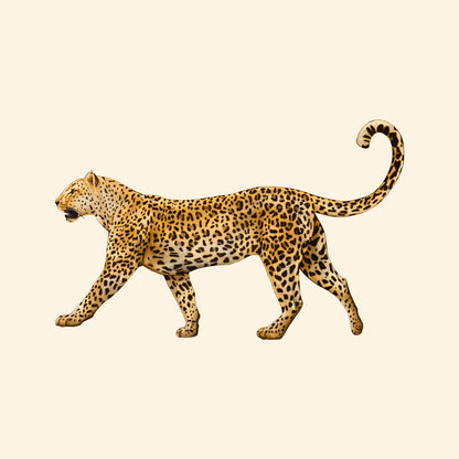 Leopard Profile Walk