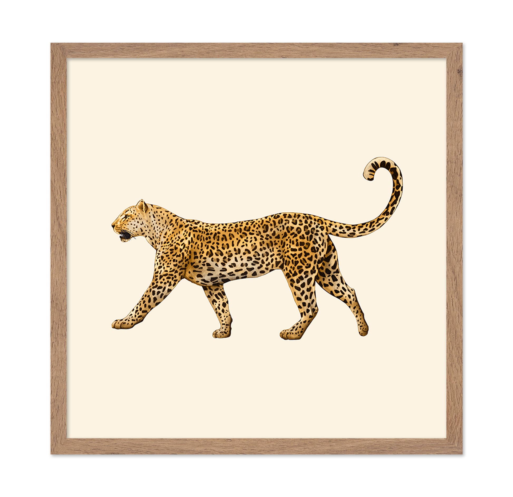 Leopard Profile Walk