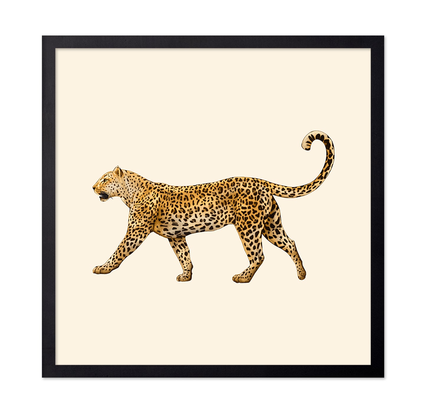Leopard Profile Walk