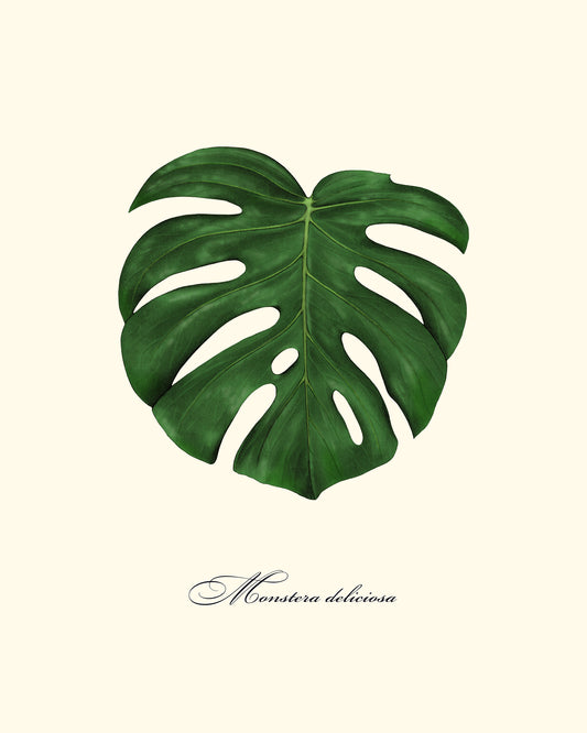 Monstera Leaf Study