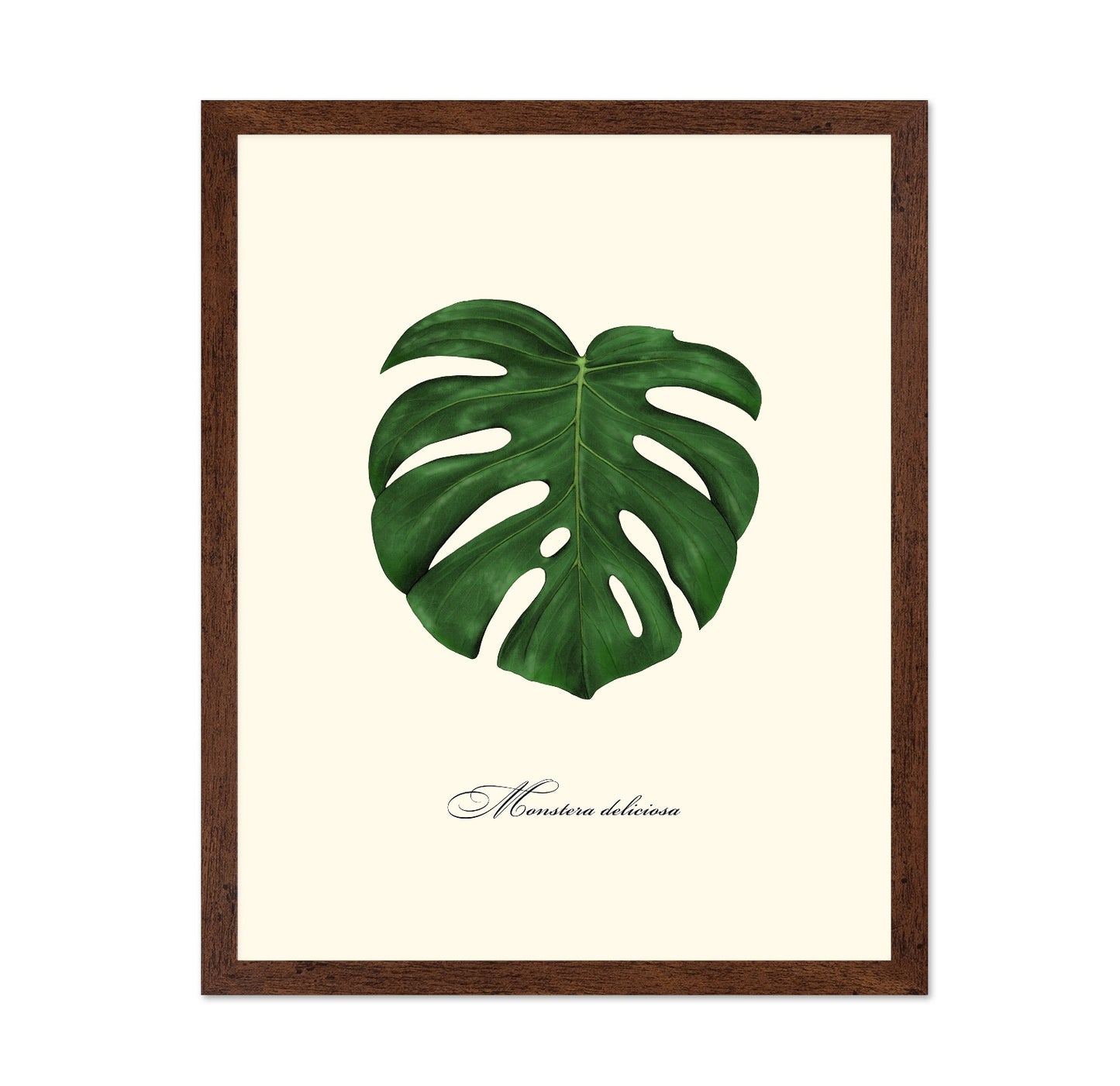 Monstera Leaf Study