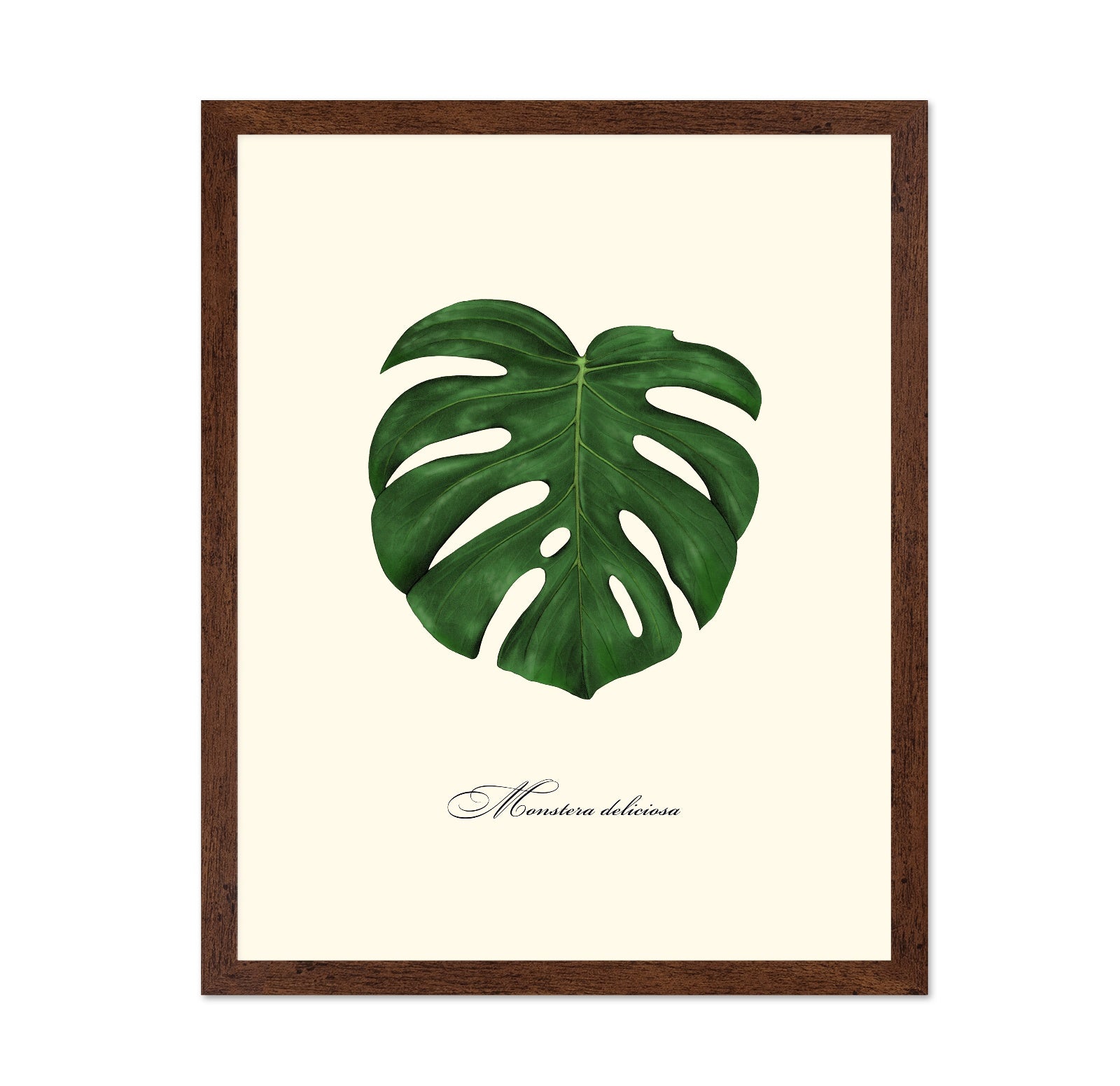 Monstera Leaf Study
