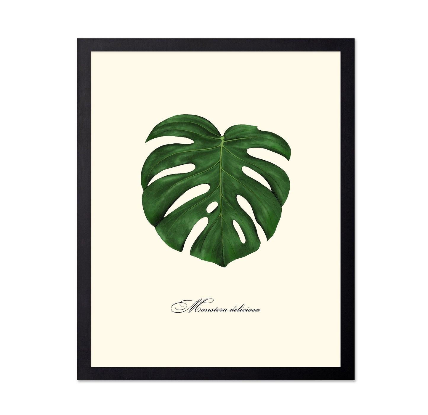 Monstera Leaf Study