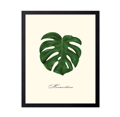 Monstera Leaf Study