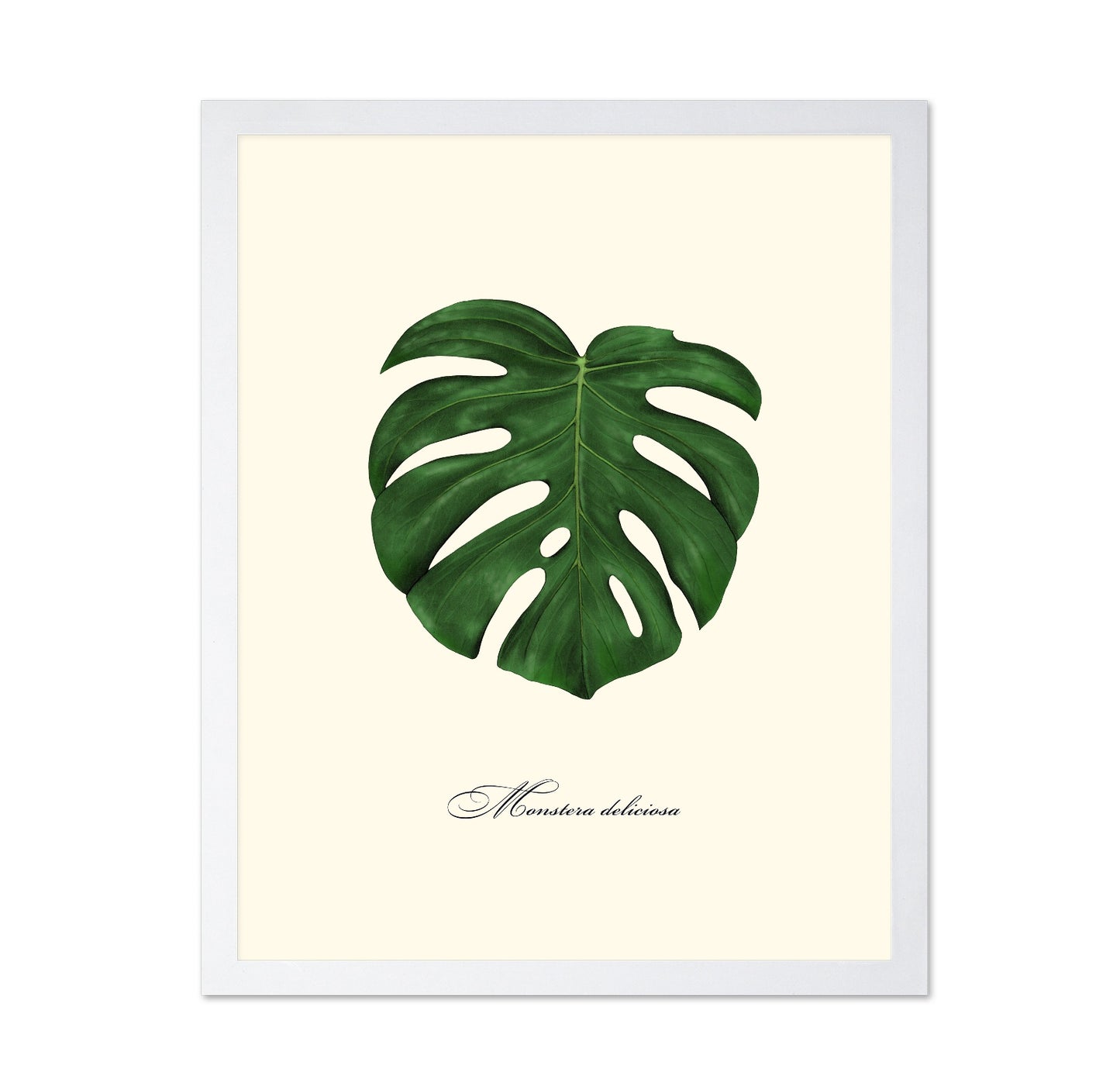 Monstera Leaf Study