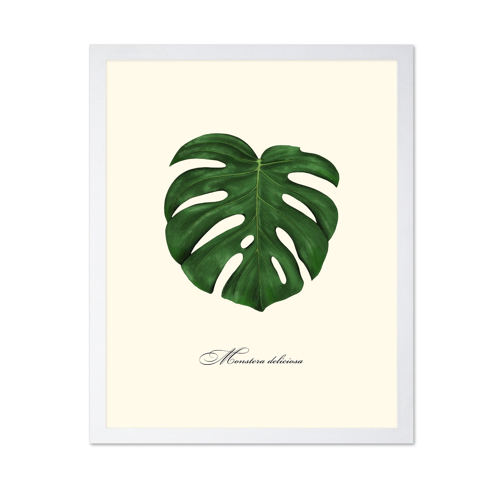 Monstera Leaf Study
