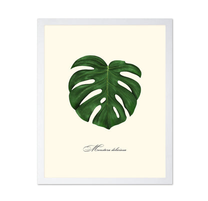 Monstera Leaf Study
