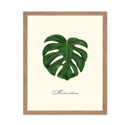 Monstera Leaf Study