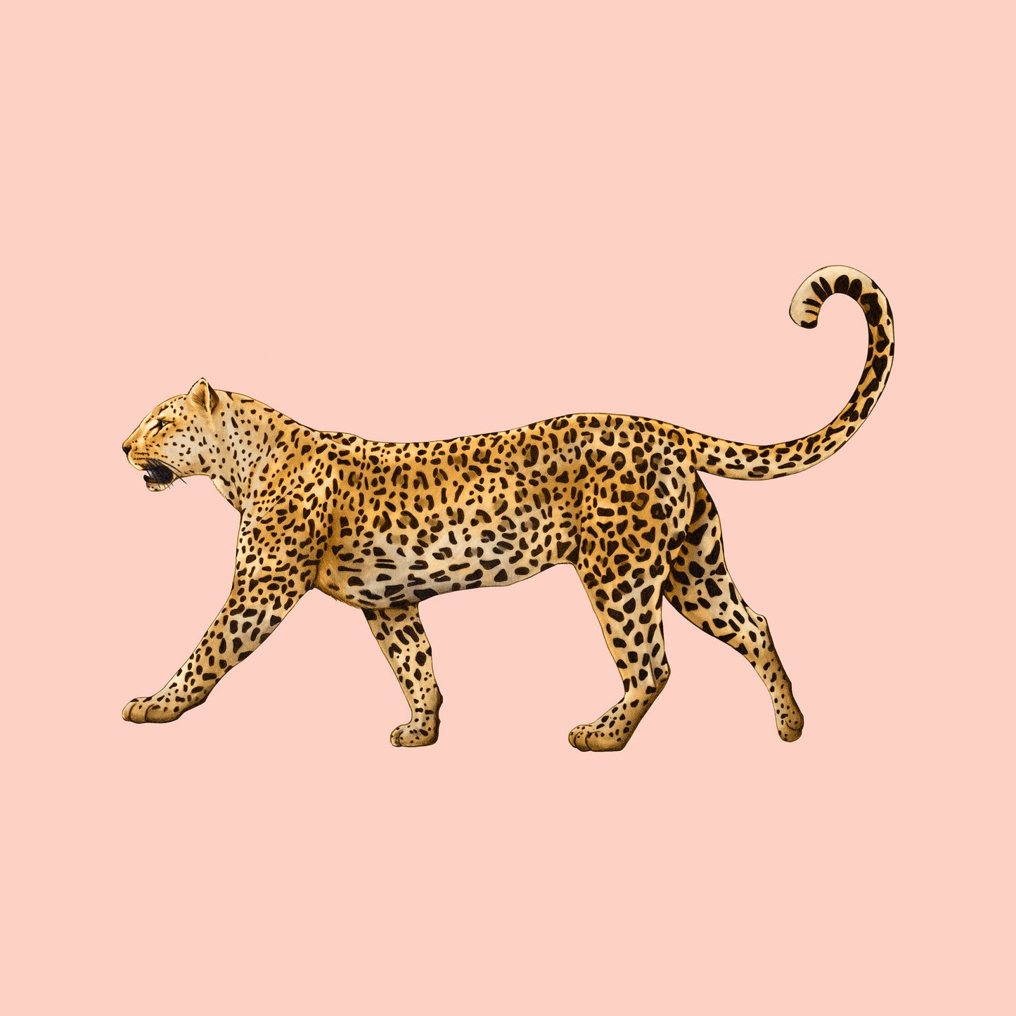 Golden Leopard Walk