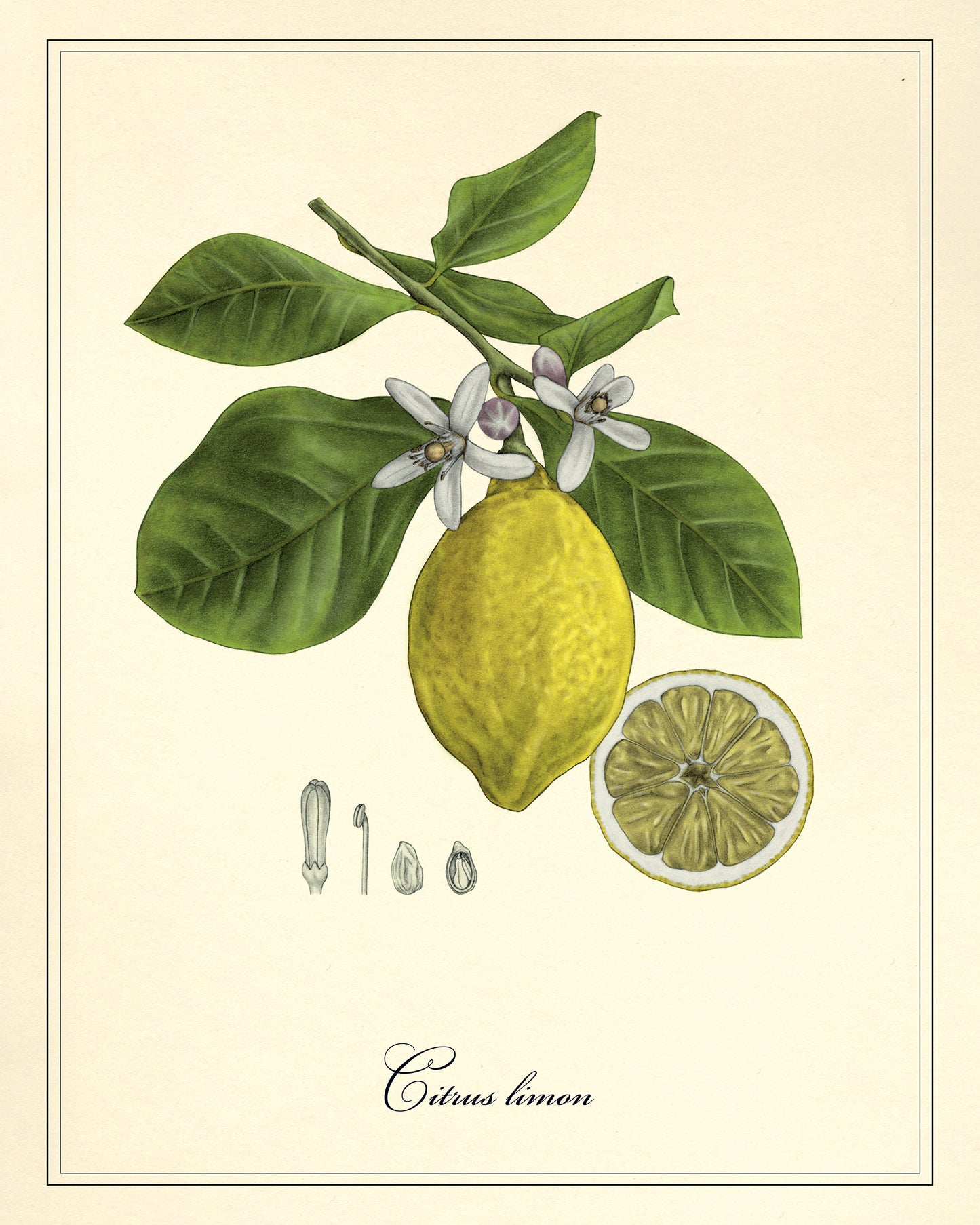 Vintage Lemon Study