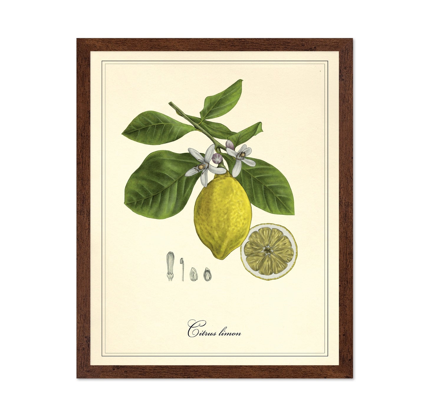 Vintage Lemon Study