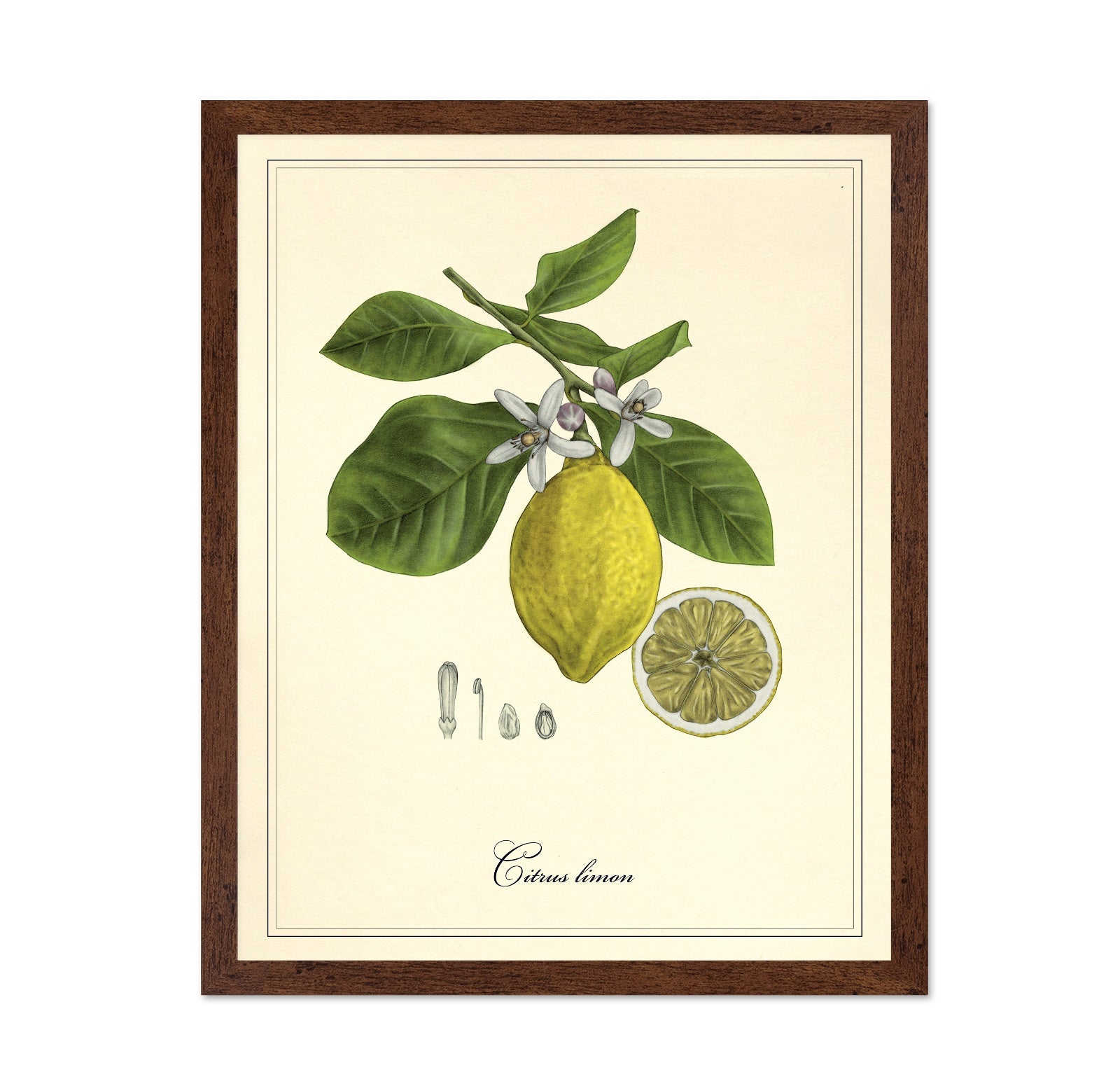 Vintage Lemon Study