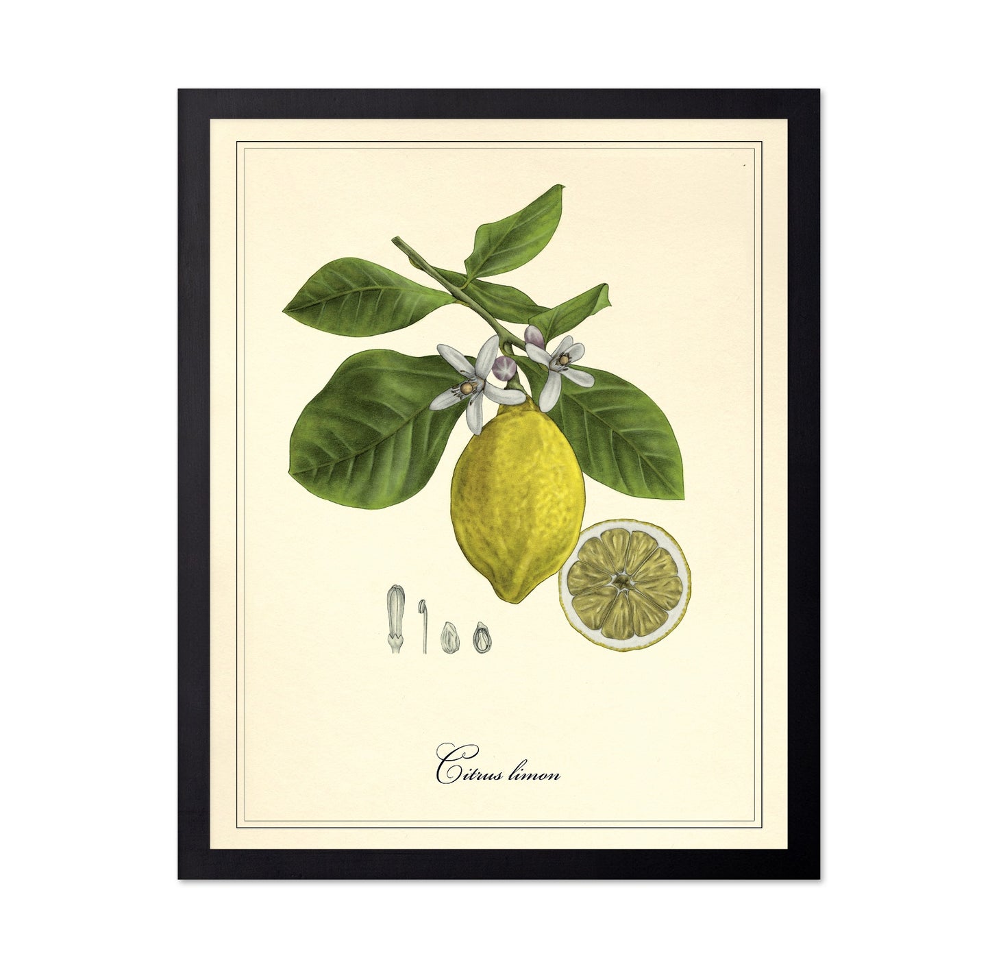 Vintage Lemon Study