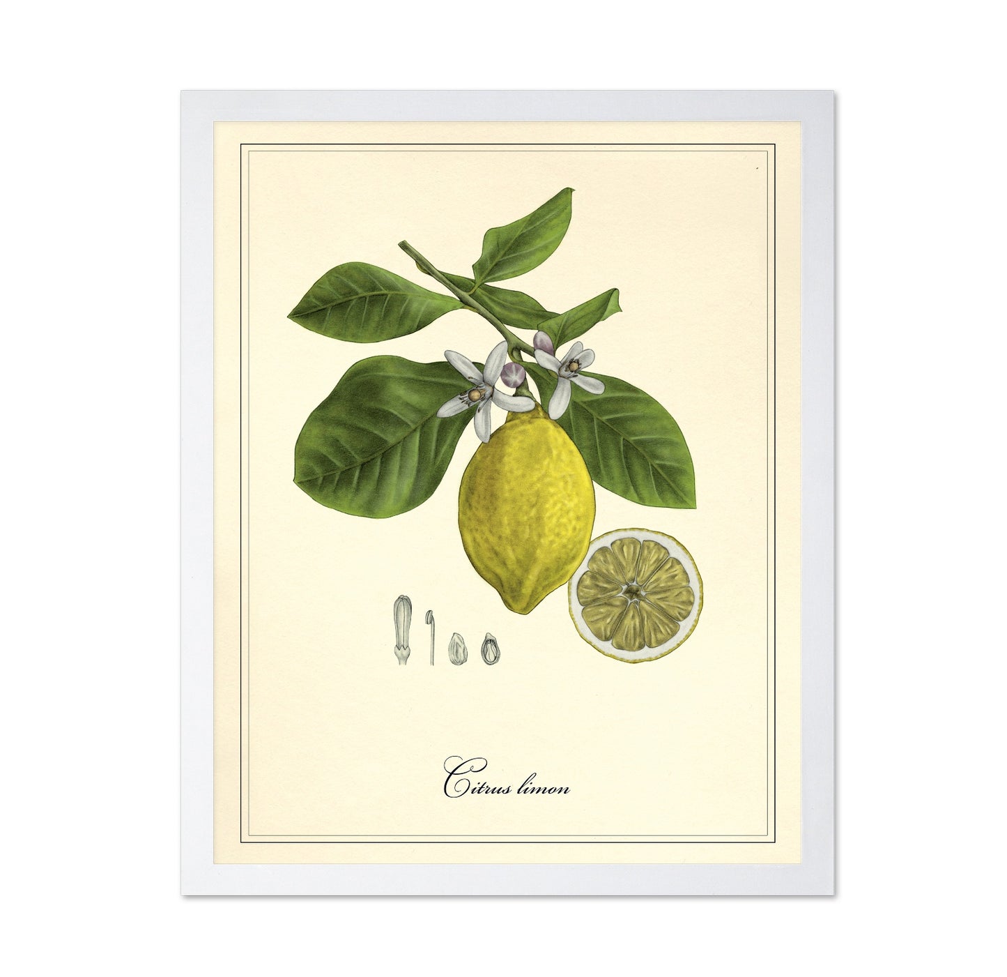 Vintage Lemon Study