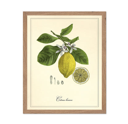 Vintage Lemon Study