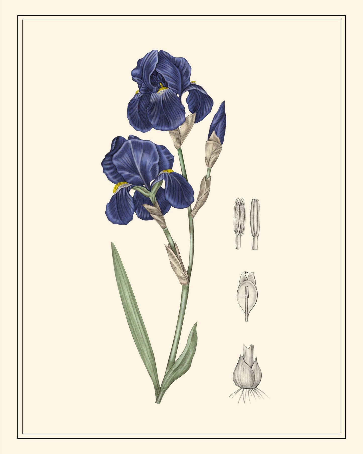 Blue Iris Botanical
