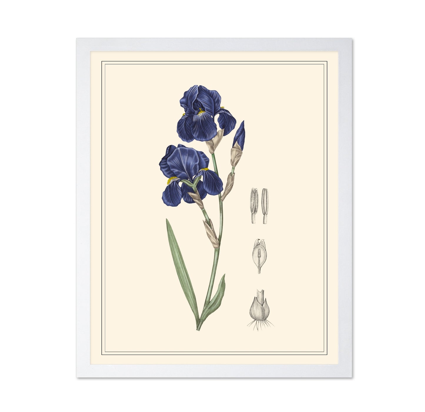 Blue Iris Botanical