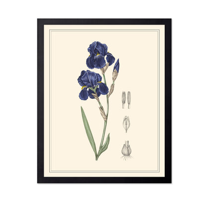 Blue Iris Botanical