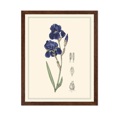 Blue Iris Botanical