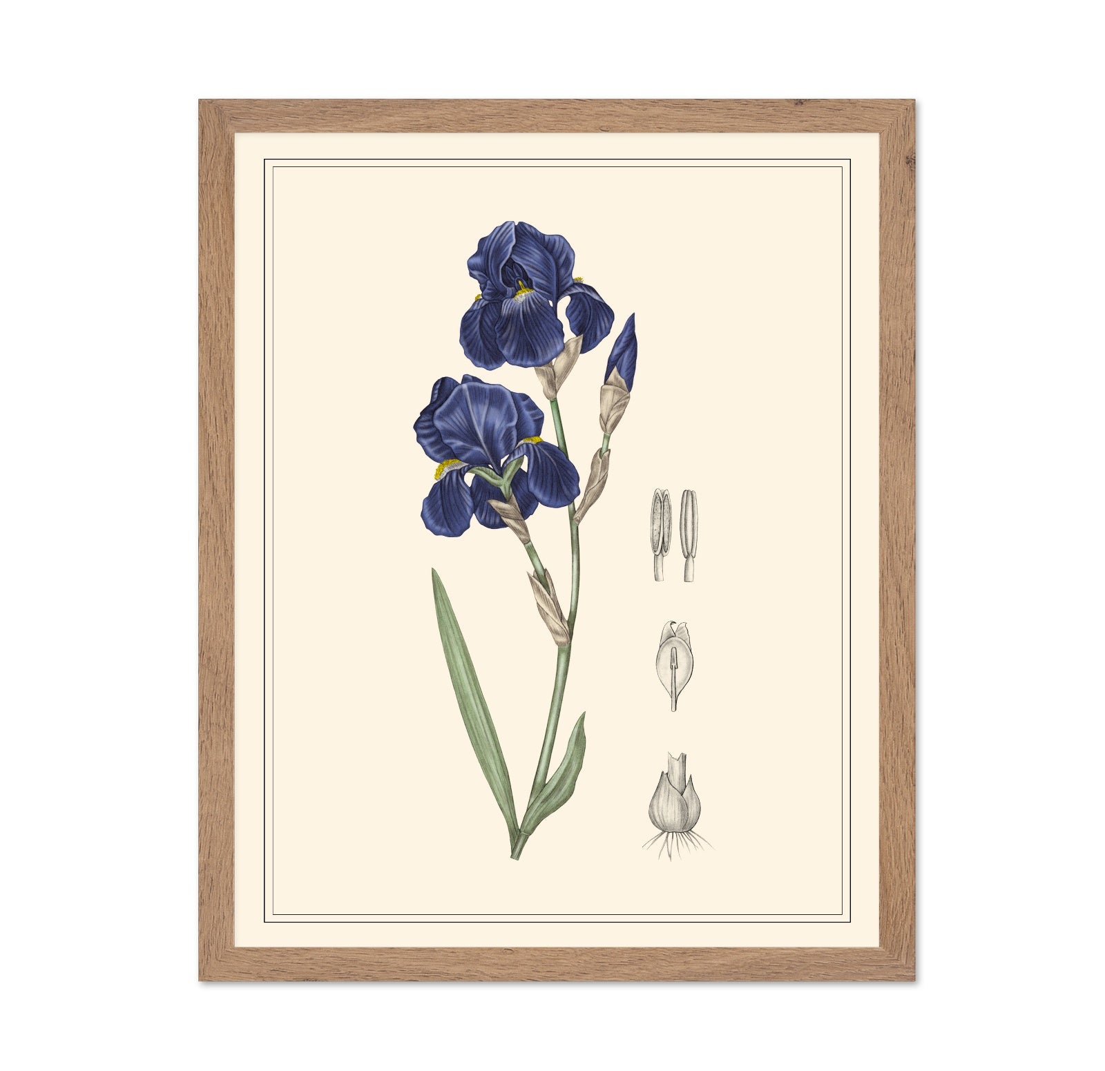 Blue Iris Botanical