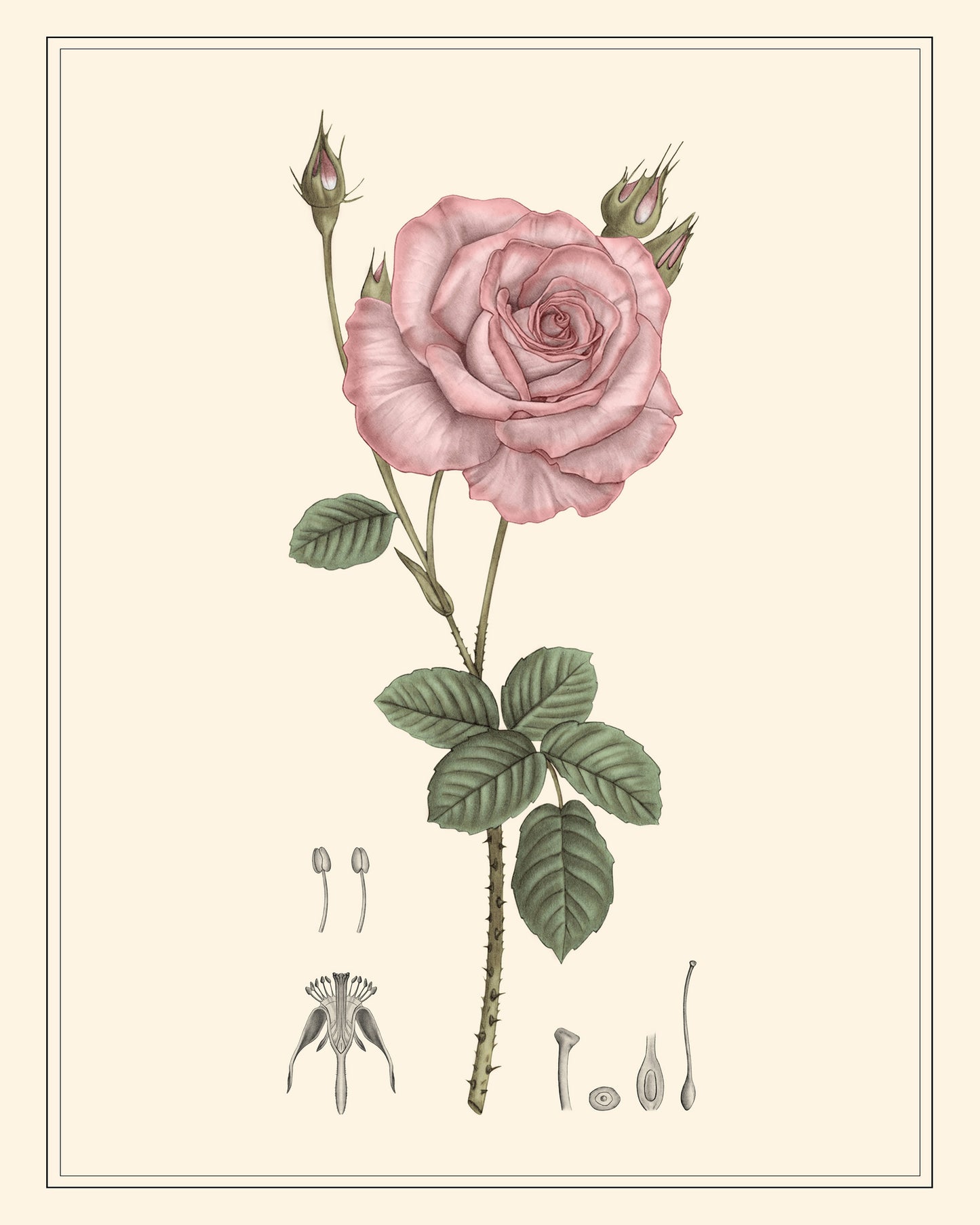 Pink Rose Botanical