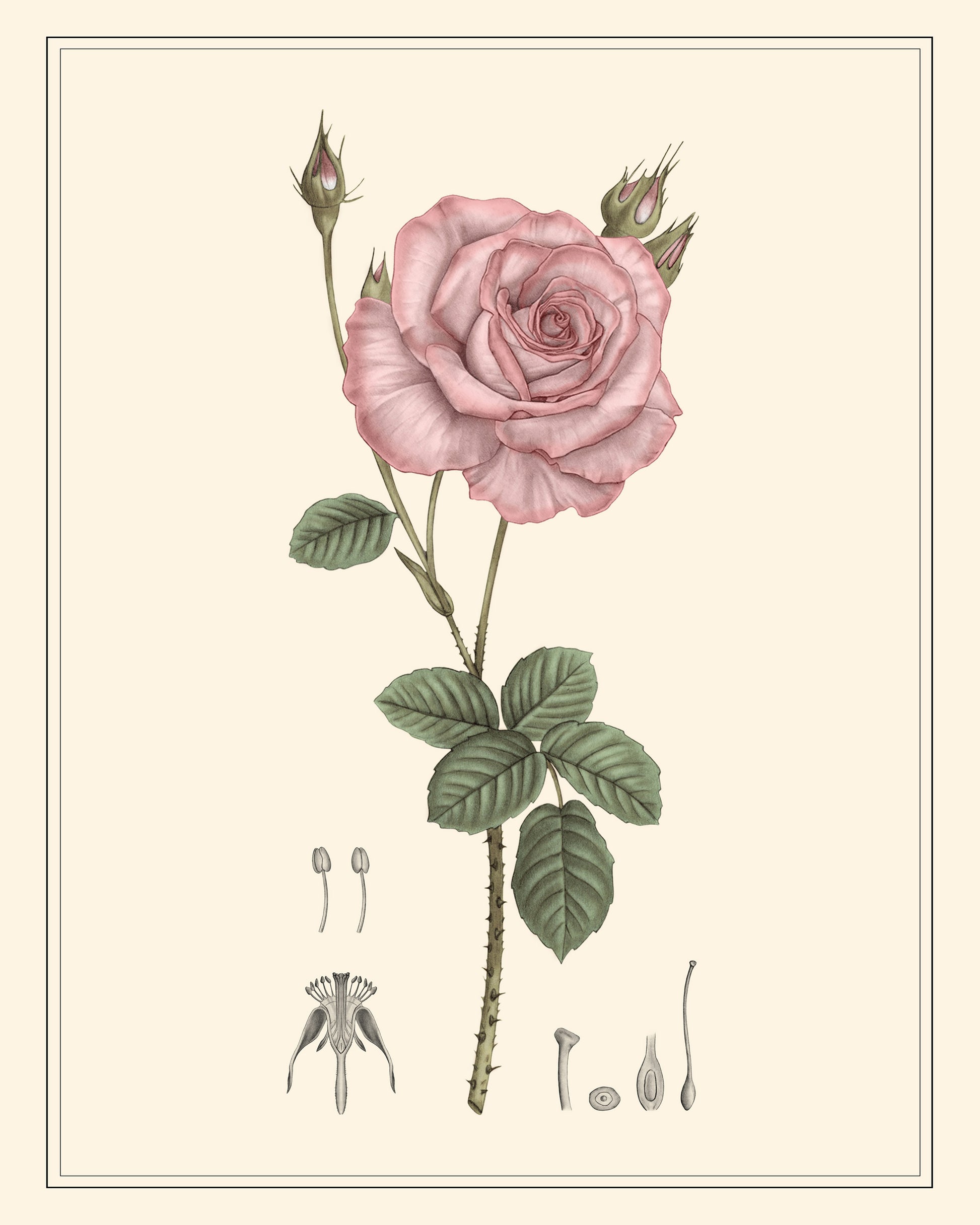 Pink Rose Botanical