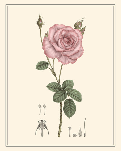 Pink Rose Botanical