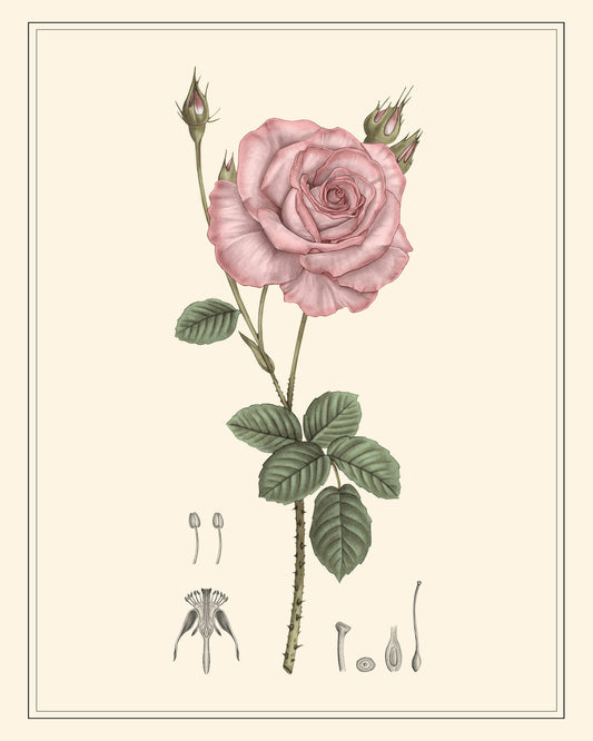 Pink Rose Botanical