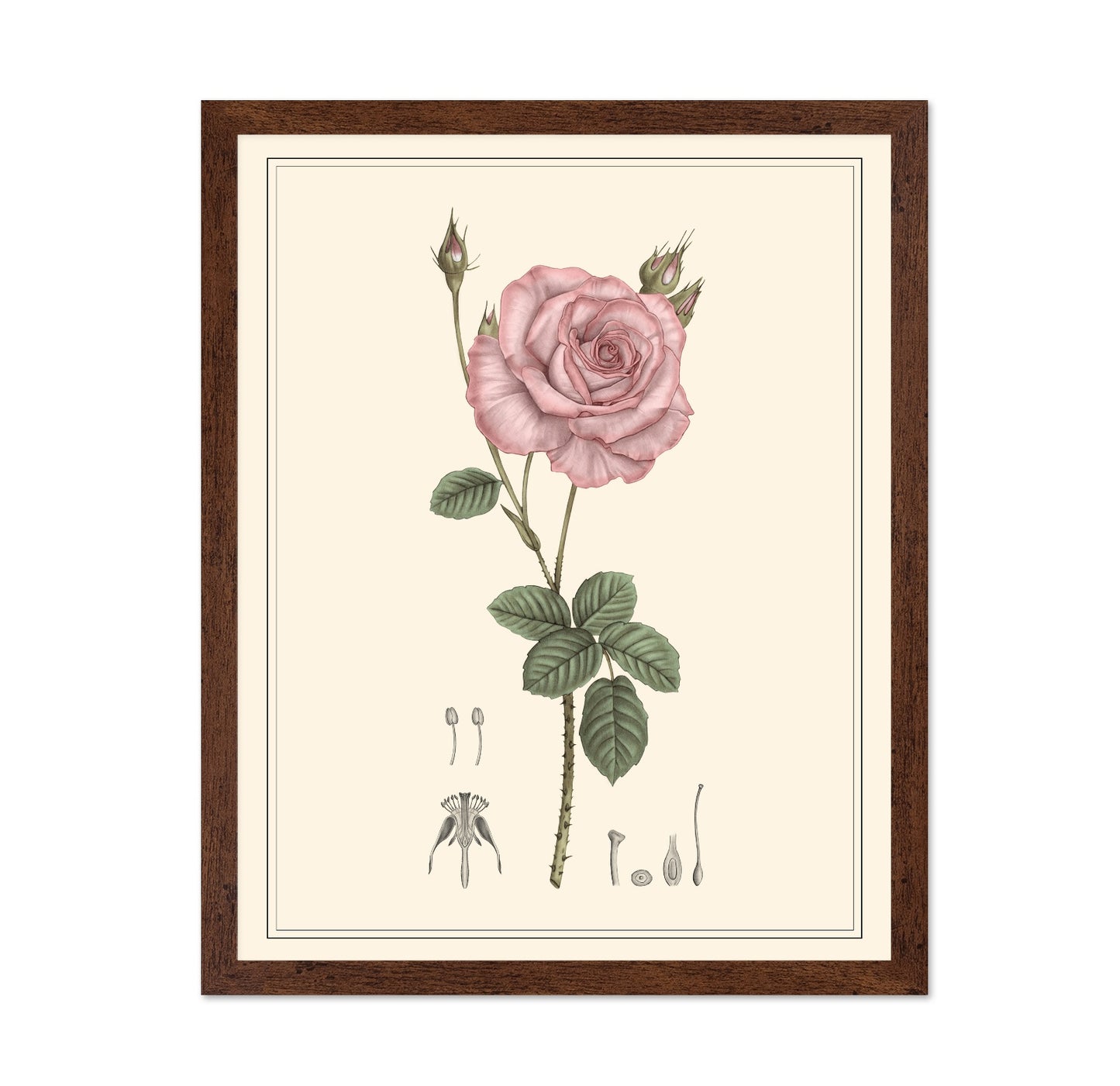 Pink Rose Botanical