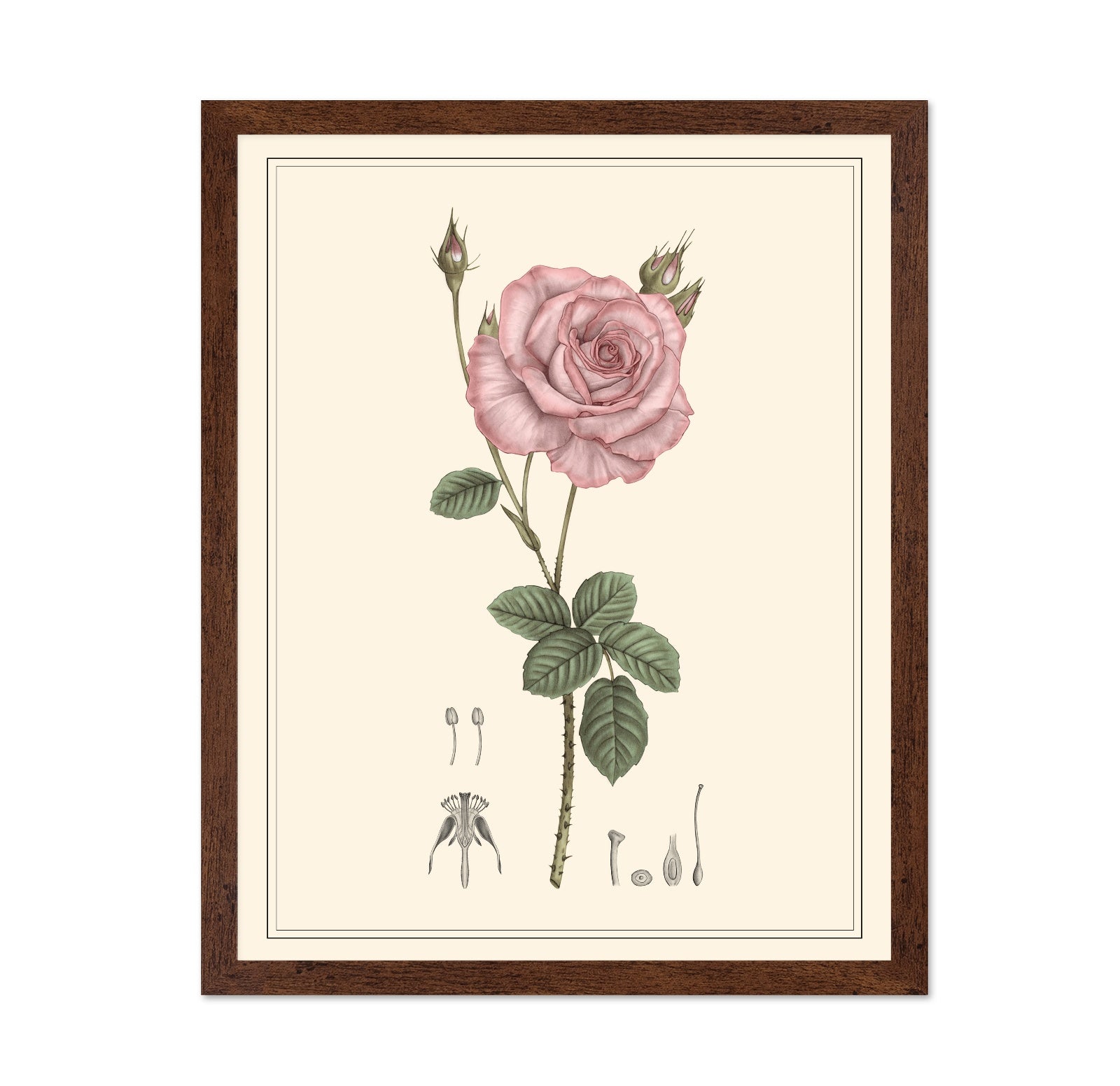 Pink Rose Botanical