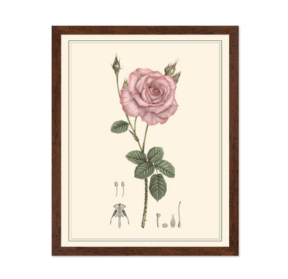 Pink Rose Botanical