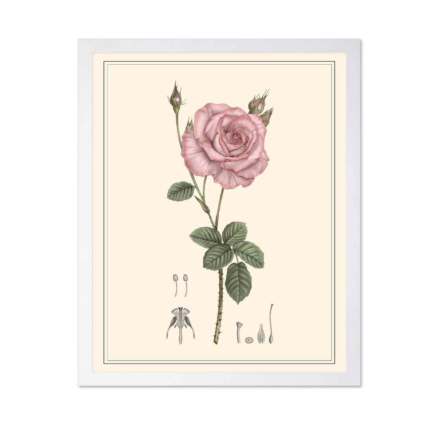 Pink Rose Botanical