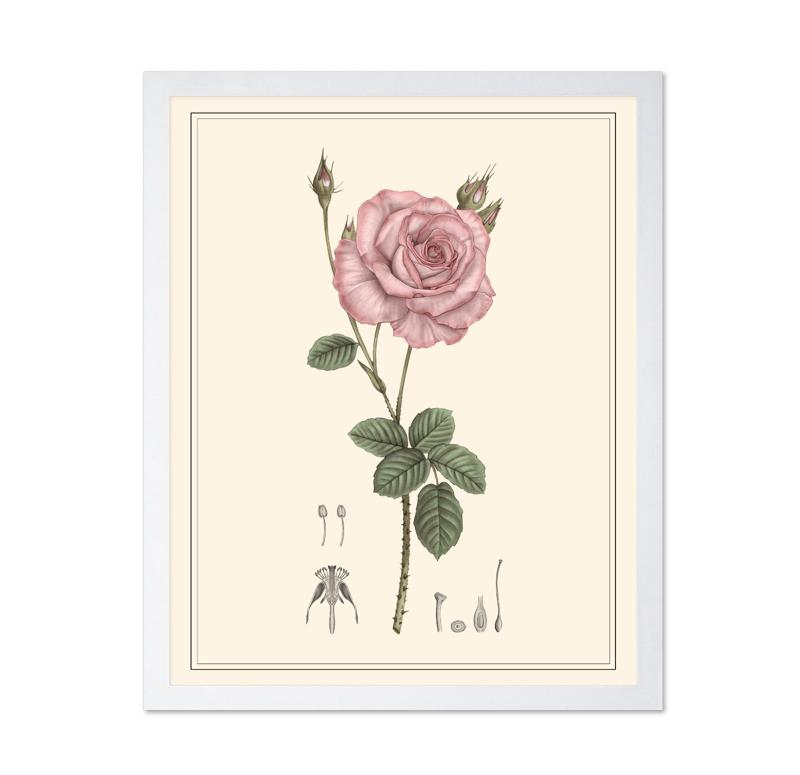 Pink Rose Botanical
