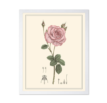 Pink Rose Botanical