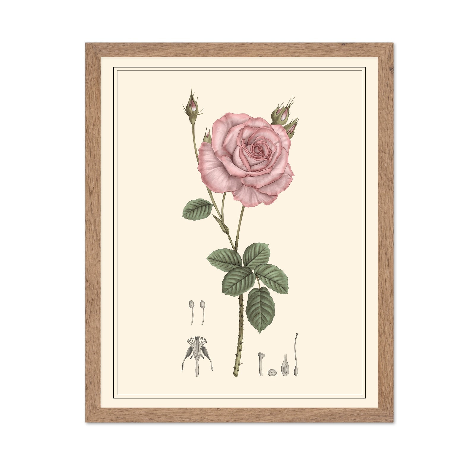 Pink Rose Botanical