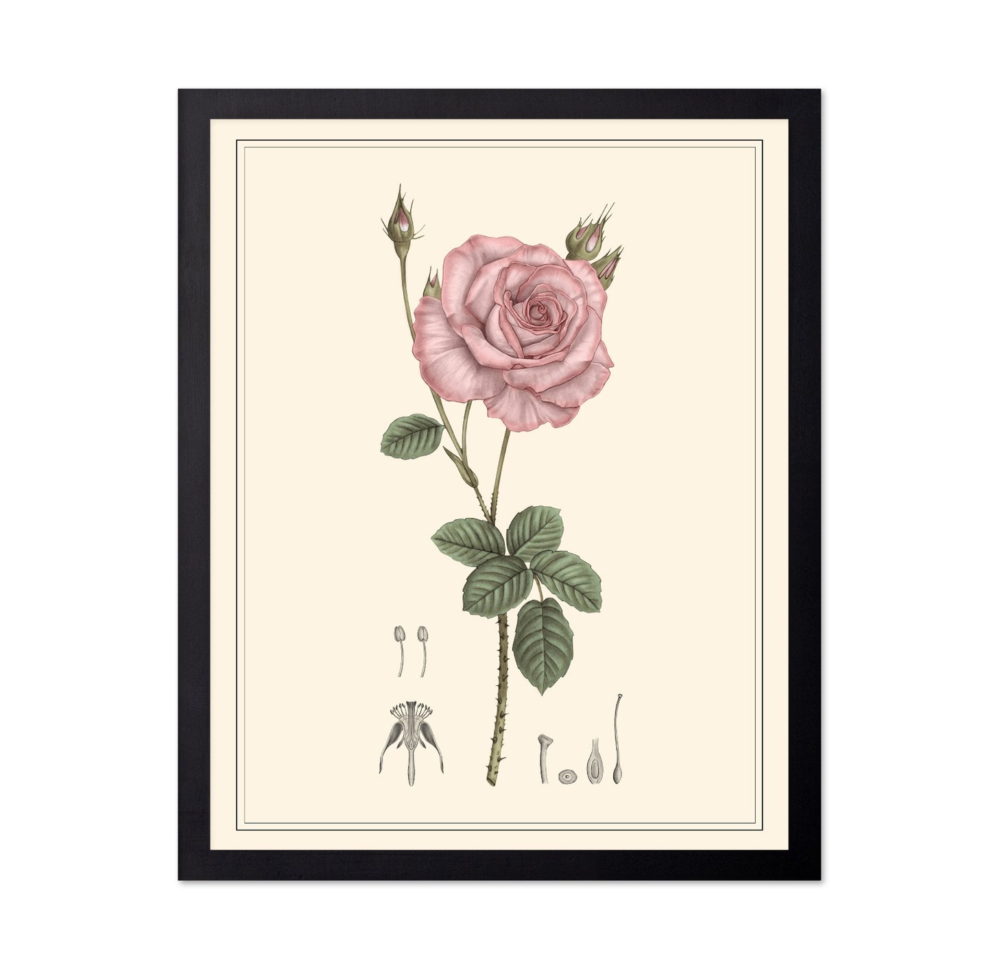 Pink Rose Botanical